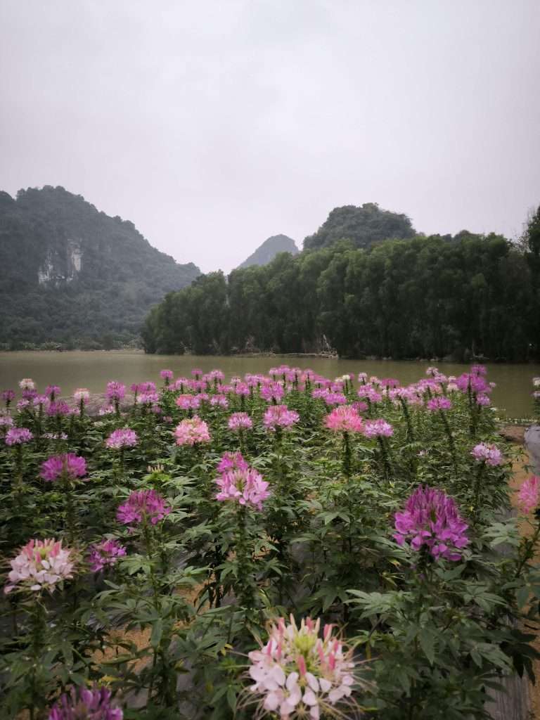 Bird Valley, Tam Coc