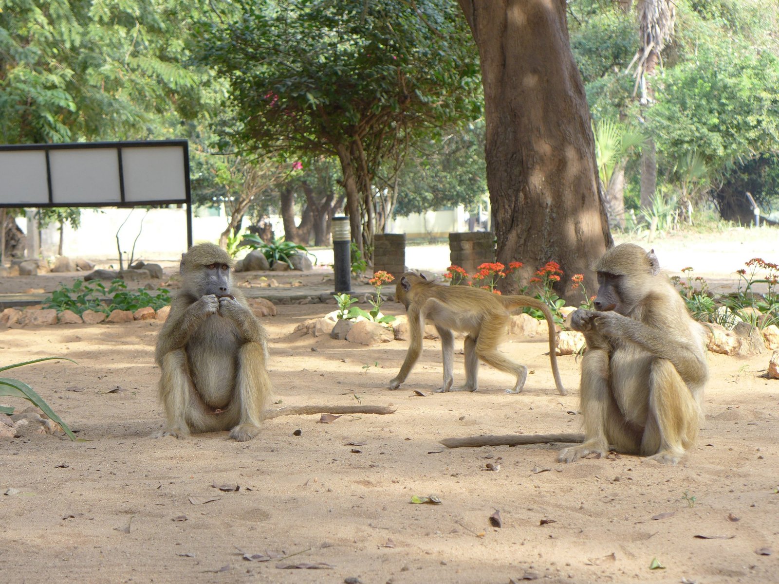 Monos en la reception del parque nacional de gorongosa