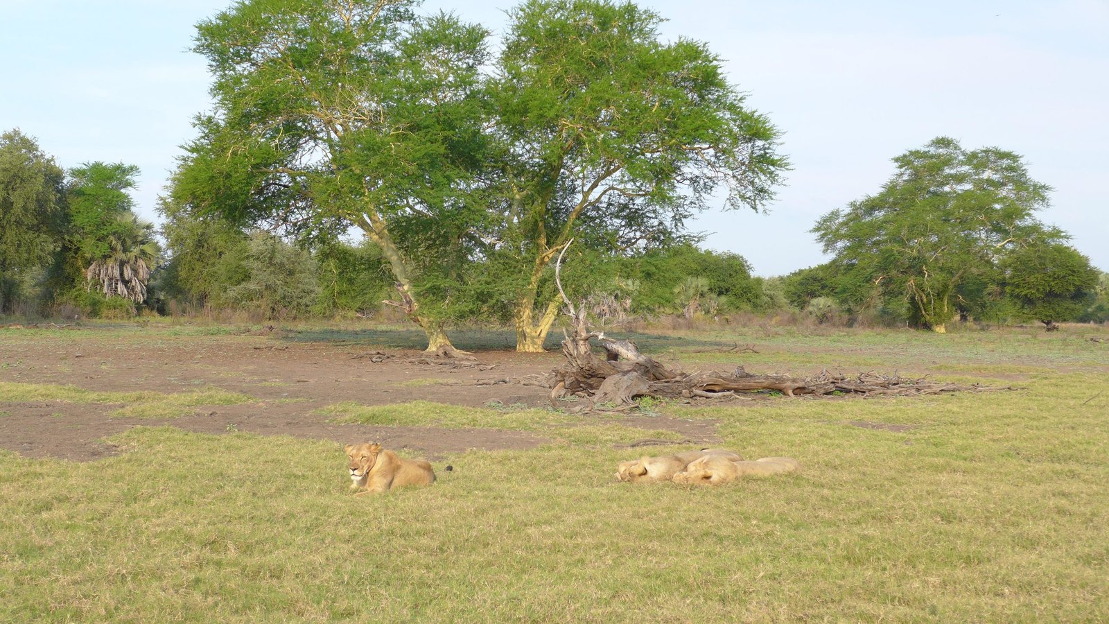 Leones en el parque nacional de Gorongosa