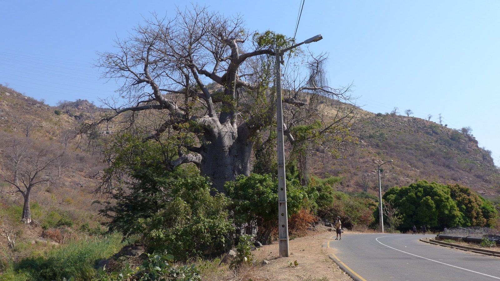 Baobab en la carretera, Songo