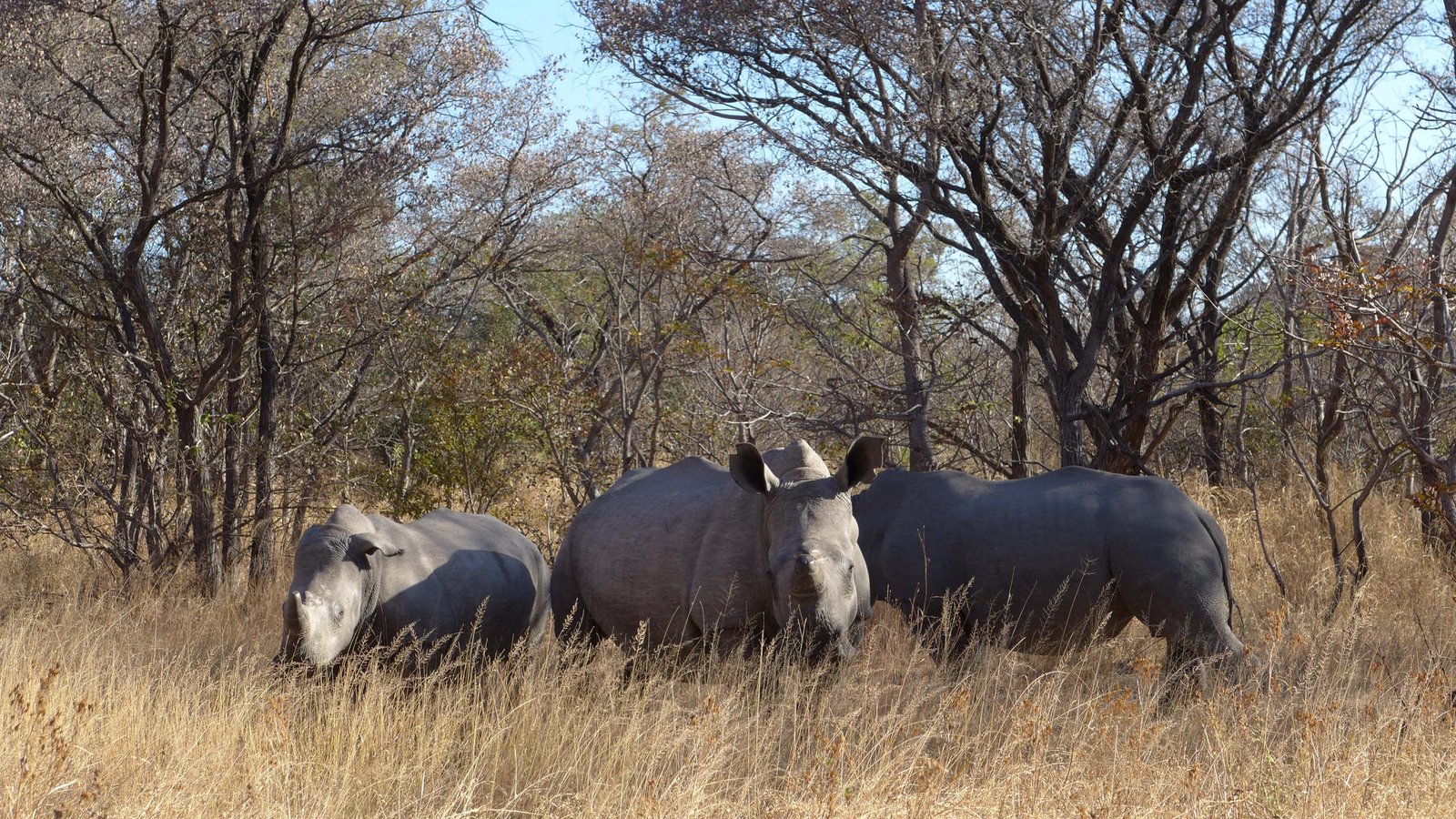Parque nacional de Matobo, Zimbabue