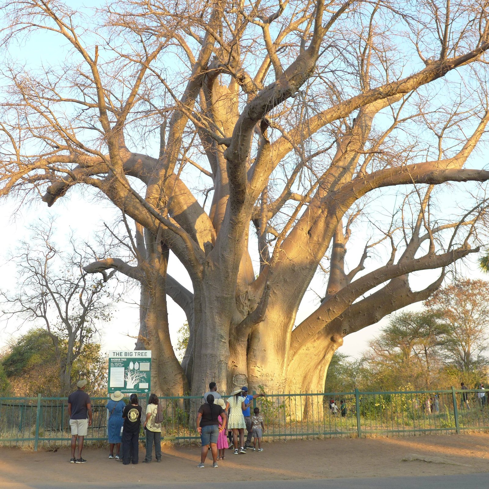 Big Tree, Vic Falls