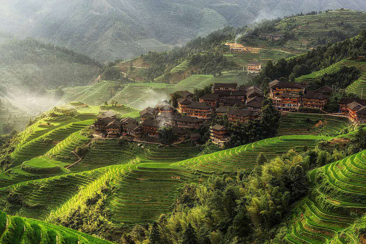 Campos de té